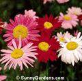 Persian insect flower